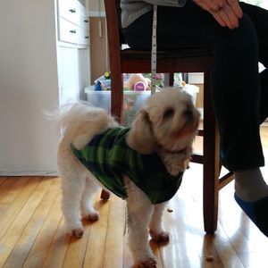 Meet your Posher, Susan